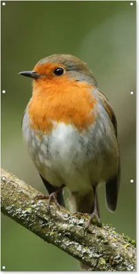Produktbild von MuchoWow® 80x160 cm Outdoor-Poster Gartendeko Sichtschutz Garten Poster für den Garten  Vogel - Rotkehlchen - Zweig - Pflanzen