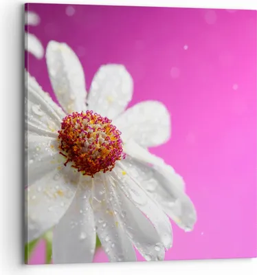 Produktbild von Bild auf Leinwand - Leinwandbild - Blume frühling garten - 70x70cm - Wand Bild - Wanddeko - Leinwanddruck - Bilder - Kunstdruck - Wanddekoration - Leinwand bilder - Wandkunst - AC70x70-2469