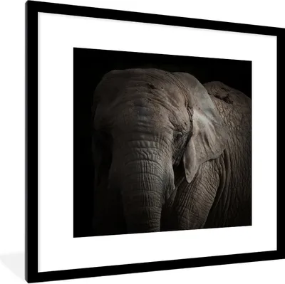 Produktbild von MuchoWow® Gerahmtes Poster Porträt eines Elefanten vor einem dunklen Hintergrund 40x40 cm - Poster mit Schwarzem Bilderrahmen Wandposter Rahmen Foto Bilder - Poster - Plakat im Rahmen