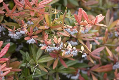 Produktbild von Berberis gagnepainii 'Klugowski', Berberitze, immergrün, 40–50 cm