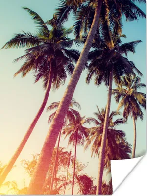 Produktbild von MuchoWow® Poster Palme - Sommer - Retro - Sonne 90x120 cm - Wohnzimmer