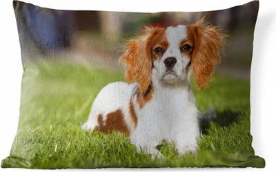 Produktbild von MuchoWow® Outdoor Kissen - Ein niedlicher Cavalier King Charles Spaniel liegt im Gras - 50x30 cm - Wetterfest - Lounge Kissen - Sofa kissen - Wohnzimmer Dekoration