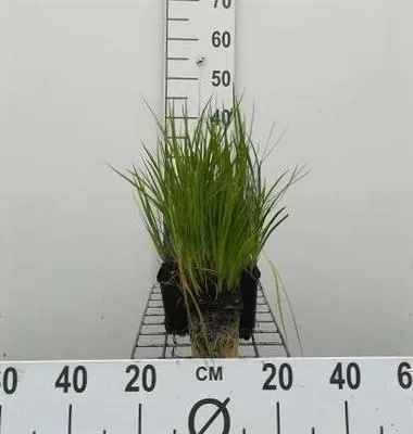 Obrázek produktu pro 6 x Juncus ensifolius - sítina mečolistá - květináč 9 x 9 cm