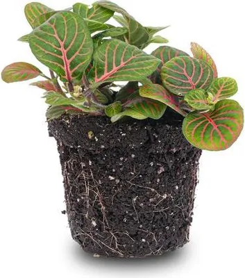 Produktbild von Fittonia Bubble Red Mosaikpflanze Ø8,5cm Zimmerpflanze Grünpflanze Topfpflanze