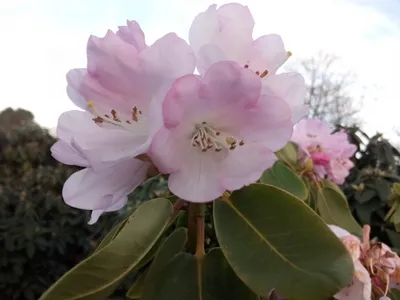 Produktbild von Wild Rhododendron / Alpenrose - Rhododendron oreodoxa 30-40cm