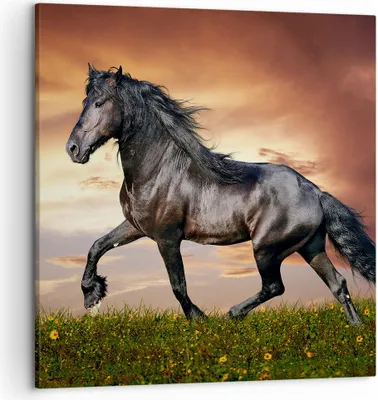 Produktbild von Bild auf Leinwand - Leinwandbild - Pferd Tier Wiese - 50x50cm - Wand Bild - Wanddeko - Wandbilder - Leinwanddruck - Bilder - Kunstdruck - Wanddekoration - Leinwand bilder - Wandkunst - AC50x50-2608