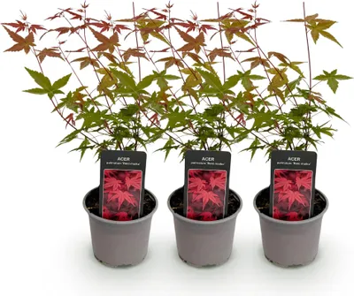 Obrázek produktu pro Acer palmatum Beni-maiko, 3 rostliny, prumer 12cm, výška 35cm, japonský javor