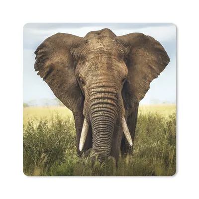 Produktbild von MuchoWow® Mauspad Mousepad Elefant - Gras - Tiere - Natur 20x20 cm - Mousepads - Maus Mat - Pad - Mausunterlage - Desk Mat - Bureauartikeln