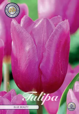 Artikelbild 2 von 'Tulpe Blue Beauty (10 Stück)' aus der Kategorie Tulpenzwiebeln