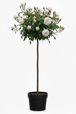 Produktbild von Rose 'Sweet Romanza' - Hochstamm | 170–180 cm | Weiß blühende Duftrose | Stammhöhe 110 cm | Winterhart | Edelrose im Topf