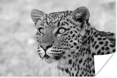 Produktbild von MuchoWow® Poster Leopard Porträt - schwarz und weiß 30x20 cm - Plakate - Print