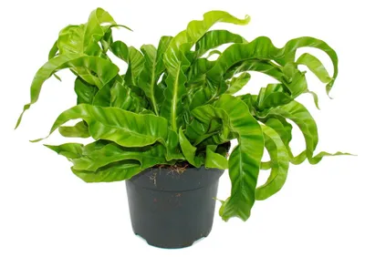 Obrázek produktu pro Asplenium antiquum Hurricane – Speciální odrůda kapradin vhodná do interiéru – kapradina "hnízdo" – květináč o průměru 17 cm – výška cca 30-40 cm