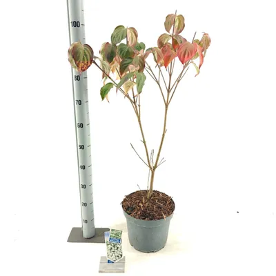 Immagine prodotto di Cornus kousa 'Schmetterling' - Corniolo giapponese | 60-80 cm in vaso