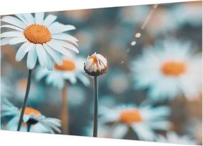 Produktbild von Fototapete - Wandbilder für Wohnzimmer - 416x254 - Dekorative Wandfolie - Modernes Design für Wanddekoration - Tapeten für Innenräume - Kamillendelikör