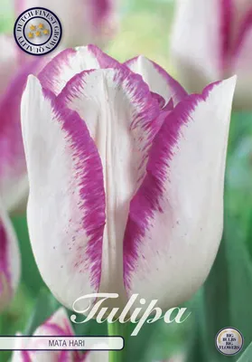 Artikelbild 2 von 'Tulpe Mata Hari (7 Stück)' aus der Kategorie Tulpenzwiebeln