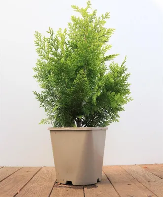 Produktbild von Chamaecyparis lawsoniana 'Ivonne', Gelbe Scheinzypresse, 40–50 cm