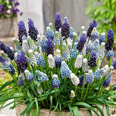 Produktbild von 50er-Mix - Muscari-Mix - Traubenhyazinthe - blaue Trauben - weiß, blau - Blumenzwiebeln - Frühlingsblüte - mehrjährige Pflanzen - wird 10-15 cm groß