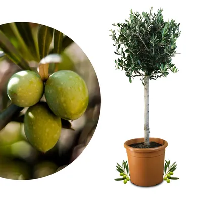 Produktbild von Meine Orangerie Olivenbaum Grande - echter Olivenbaum - 90 bis 110 cm - Olea Europaea - Olive Tree - Fruchtreifes Stämmchen in Gärtnerqualität