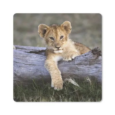 Produktbild von MuchoWow® Mauspad Mousepad Jungtier - Tier - Natur 20x20 cm - Mousepads - Maus Mat - Pad - Mausunterlage - Desk Mat - Bureauartikeln