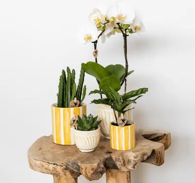 Zdjęcie produktu dla Doniczka Granada - zólta - Ø6cm - ozdobna doniczka ceramiczna w stylu
