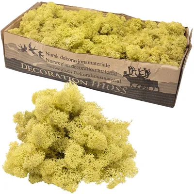 Produktbild von Karton Islandmoos Altgrün 500g