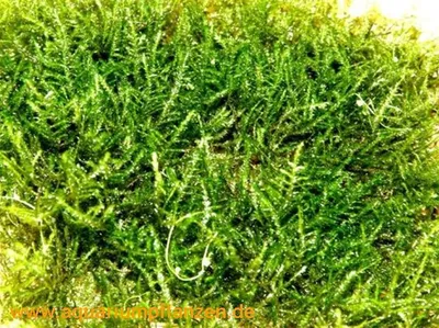 Produktbild von 1 Matte Christmas Moos vesicularia montagnei