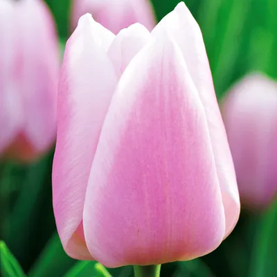 Immagine prodotto di Tulipani Bulbi Fiori Tulipano reciso Gabriella 5 pz.