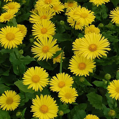 Obrázok produktu pre 6 x Gemswurz - Doronicum orientale 'Little Leo' | Kvetináč 9 cm x 9 cm
