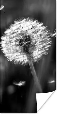 Produktbild von MuchoWow® Poster Löwenzahn - Schwarz - Weiß - Pflanze 20x40 cm - Plakat - Foto