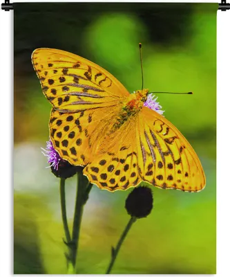 Produktbild von MuchoWow® Wandteppich Wandbehang Schmetterling - Tiger - Blume 150x200 cm Tapisserie Dekoration Wandtuch - Wandaufhängung - Moderner