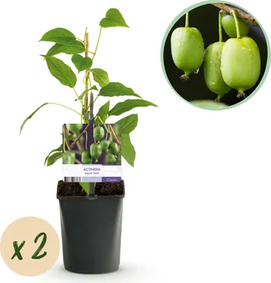 Image de GreenboutiQ - Plante fruitière - Kiwi - Actinidia arguta Issai - Fruit vert - 2 plantes - Pot 11cm Hauteur 40cm