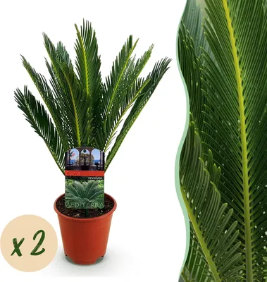 Image de Green boutiQ - Plante d'intérieur - Cycas revoluta - Cycas - Peu d'entretien - Vert - 2 - Pot de 15 cm - Hauteur 45-55 cm