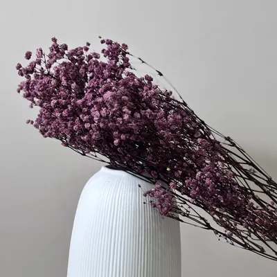Produktbild von Gypsophila Schleierkraut konserviert 60-75cm für Vasen Trockenblumen Langlebig