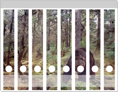 Produktbild von Wallario Ordnerrücken Sticker, selbstklebend für schmale Ordner, 8 Stück, Motiv Gefährlicher Grizzlybär im Wald