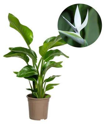 Image de Strelitzia arborescente - Strelitzia nicolai - Plante tropicale - hauteur : environ 90 à 110 cm