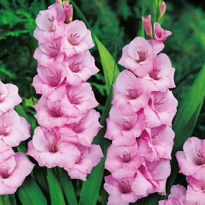 Obrázok produktu pre Gladiolus Pink Gladiolus 5 ks cibule gladiolus