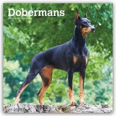 Produktbild von Dobermans - Dobermann 2027 - 16-Monatskalender