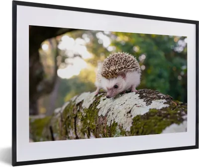Produktbild von MuchoWow® Gerahmtes Poster Igel läuft auf Ast 60x40 cm - Poster mit Schwarzem Bilderrahmen Wandposter Rahmen Foto Bilder - Schlafzimmer - Plakat in Rahmen - Drucken