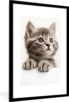 Produktbild von MuchoWow® Gerahmtes Poster Katze - Grau - Tiere 60x90 cm - Poster mit Schwarzem Bilderrahmen Wandposter Rahmen Foto Bilder - Dekoration - Wandposter Wohnzimmer - Hochwertig
