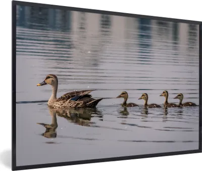 Produktbild von MuchoWow® Gerahmtes Poster Ente - Wasser - Vogel - Braun 90x60 cm - Poster mit Schwarzem Bilderrahmen Wandposter Rahmen Foto Bilder - Fotorahmen - Foto-Plakat