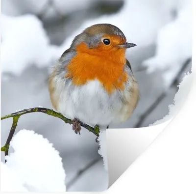 Produktbild von MuchoWow® Wandtattoo Wandsticker Wandaufkleber Rotkehlchen - Schnee - Winter 50x50 cm Selbstklebend und Repositionierbar - Selbstklebend - Fototapeten