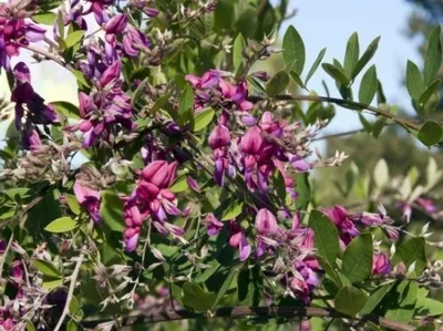 Produktbild von Thunbergs Buschklee - Lespedeza thunbergii - reichblühend (40-60)