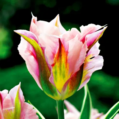 Produktbild von Tulpen Blumenzwiebeln Zwiebeln Blumen Viridiflora Tulpe China Town 5 St.