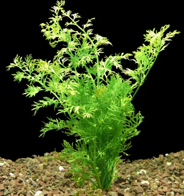 Produktbild von Sumatrafarn (Ceratopteris Siliquosa)