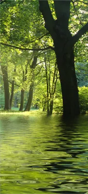 Produktbild von Türtapete Türposter Idyllischer See im Wald bei Sonnenschein - Größe: 93 x 205 cm