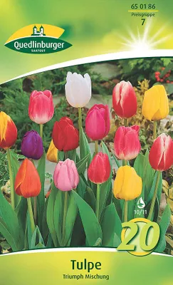 Artikelbild 2 von 'Tulpe Triumph Mischung (20 Stück)' aus der Kategorie Tulpenzwiebeln