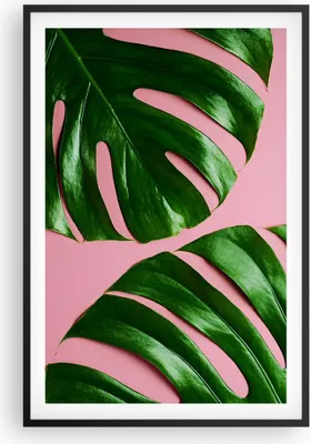 Produktbild von Gerahmtes Poster - Schwarzer Rahmen - Monstera Blatt Rosa - 61x91,5 cm - Wand Bild - Wanddeko - Wandbilder - Kunstposter - Wandposter - Bilderrahmen - Bilder - Kunstdruck - P2BPA61x91-4407