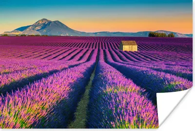 Produktbild von MuchoWow® Poster Lavendel - Berg - Blumen 60x40 cm - Schlafzimmerdekoration