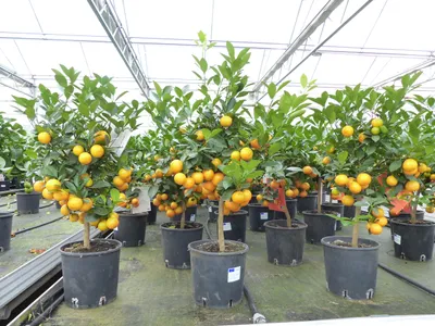 Produktbild von Calamondin Stamm Busch Orange Citrus Mitis 70 - 80 cm Orangenbaum Calamondino Kalamansi