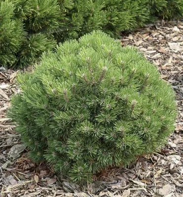 Produktbild von Hakenkiefer ´HEIDEPERLE´ 15-20 cm, Cont. 5 l